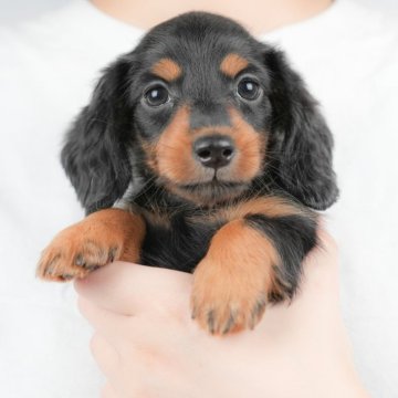 ミニチュアダックスフンド(ロング)【群馬県・男の子・2025年8月28日・ブラックタン】の写真「両親犬見学可能🐶ブリーダーアワード群馬県1位🌟」