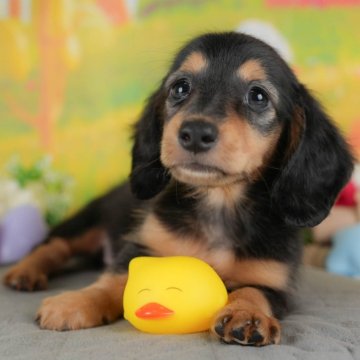 ミニチュアダックスフンド(ロング)【群馬県・男の子・2025年7月11日・ブラックタン】の写真「両親犬見学可能🐶ブリーダーアワード群馬県1位🌟」