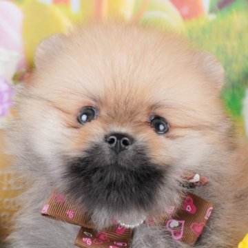 ポメラニアン【群馬県・男の子・2024年12月13日・オレンジ】の写真「両親犬見学可能🐶ブリーダーアワード群馬県1位🌟」