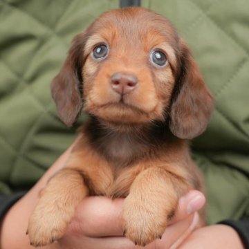 ミニチュアダックスフンド(ロング)【群馬県・女の子・2025年10月31日・チョコレート&タン】の写真「両親犬見学可能🐶ブリーダーアワード群馬県1位🌟」