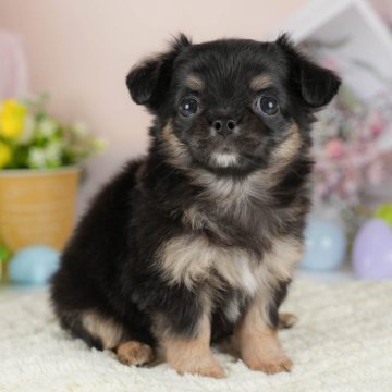 チワワ(ロング)【群馬県・女の子・2025年7月21日・ブラックタンホワイト】の写真「両親犬見学可能🐶ブリーダーアワード群馬県1位🌟」