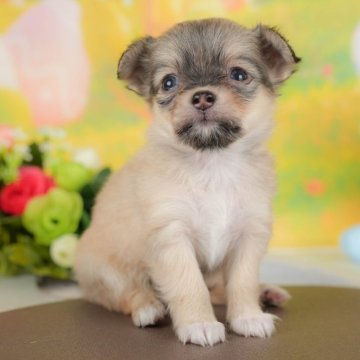 チワワ(ロング)【群馬県・女の子・2025年9月14日・フォーン】の写真「両親犬見学可能🐶ブリーダーアワード群馬県1位🌟」