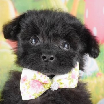 ポメプー(ポメラニアン×トイプードル)【群馬県・男の子・2025年1月22日・ブラック】の写真「両親犬見学可能🐶ブリーダーアワード群馬県1位🌟」