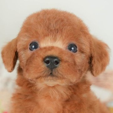 トイプードル(トイ)【群馬県・男の子・2025年7月31日・レッド】の写真「両親犬見学可能🐶ブリーダーアワード群馬県1位🌟」