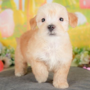 マルプー(マルチーズ×トイプードル)【群馬県・女の子・2025年8月1日・アプリコット】の写真「両親犬見学可能🐶ブリーダーアワード群馬県1位🌟」