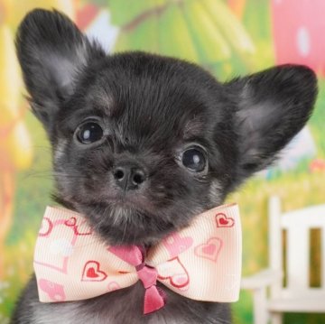 チワワ(ロング)【群馬県・男の子・2025年2月20日・ブラックタン】の写真「両親犬見学可能🐶ブリーダーアワード群馬県1位🌟」