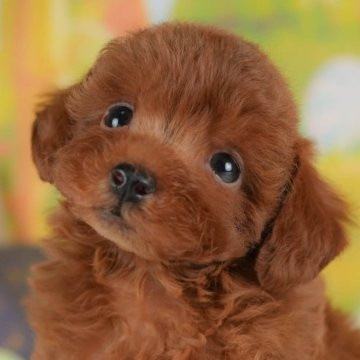 トイプードル(トイ)【群馬県・女の子・2025年7月11日・レッド】の写真「両親犬見学可能🐶ブリーダーアワード群馬県1位🌟」