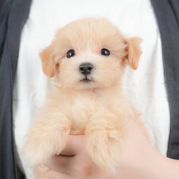 マルプー(マルチーズ×トイプードル)【群馬県・男の子・2025年8月22日・アプリコット】の写真「両親犬見学可能🐶ブリーダーアワード群馬県1位🌟」