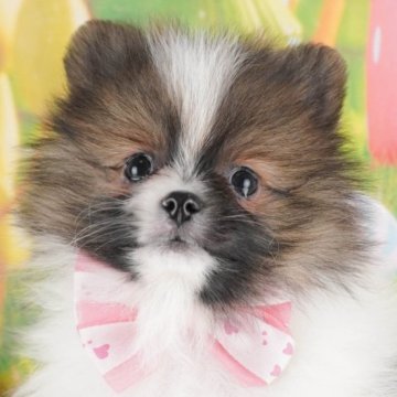 ポメラニアン【群馬県・女の子・2025年1月25日・パーティ】の写真「両親犬見学可能🐶ブリーダーアワード群馬県1位🌟」