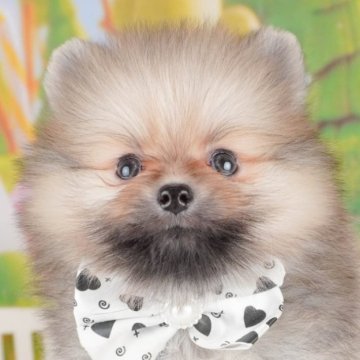 ポメラニアン【群馬県・男の子・2025年2月23日・オレンジセーブル】の写真「両親犬見学可能🐶ブリーダーアワード群馬県1位🌟」