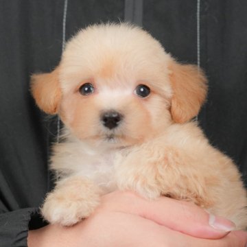 マルプー(マルチーズ×トイプードル)【群馬県・女の子・2025年10月25日・アプリコット】の写真「両親犬見学可能🐶ブリーダーアワード群馬県1位🌟」