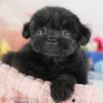 ポメプー(ポメラニアン×トイプードル)【群馬県・女の子・2025年8月21日・ブラック】の写真「両親犬見学可能🐶ブリーダーアワード群馬県1位🌟」