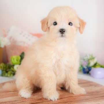 マルプー(マルチーズ×トイプードル)【群馬県・男の子・2025年8月22日・アプリコット】の写真「両親犬見学可能🐶ブリーダーアワード群馬県1位🌟」