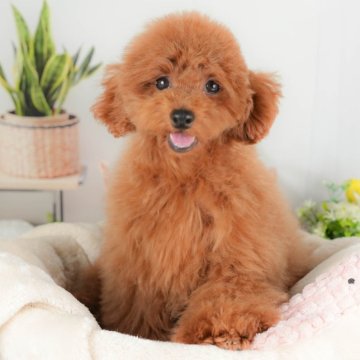 トイプードル(トイ)【群馬県・男の子・2025年4月9日・レッド】の写真「両親犬見学可能🐶ブリーダーアワード群馬県1位🌟」