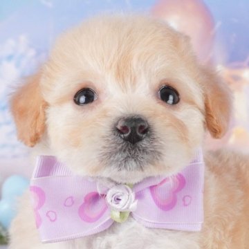 チワプー(チワワ×トイプードル)【群馬県・女の子・2025年2月15日・アプリコット】の写真「両親犬見学可能🐶ブリーダーアワード群馬県1位🌟」