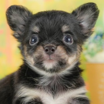 チワワ(ロング)【群馬県・男の子・2025年9月14日・ブラックタン&ホワイト】の写真「両親犬見学可能🐶ブリーダーアワード群馬県1位🌟」