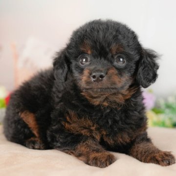 チワプー(チワワ×トイプードル)【群馬県・男の子・2025年8月15日・ブラックタン】の写真「両親犬見学可能🐶ブリーダーアワード群馬県1位🌟」