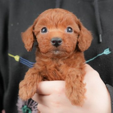 トイプードル(トイ)【群馬県・男の子・2025年9月30日・レッド】の写真「両親犬見学可能🐶ブリーダーアワード群馬県1位🌟」