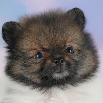 ポメラニアン【群馬県・女の子・2025年7月13日・パーティ】の写真「両親犬見学可能🐶ブリーダーアワード群馬県1位🌟」