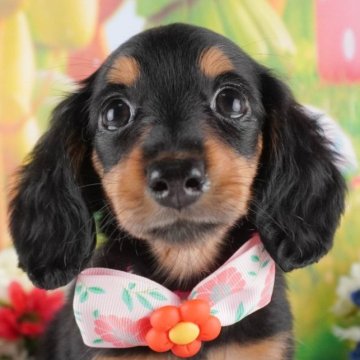 ミニチュアダックスフンド(ロング)【群馬県・女の子・2025年1月14日・ブラックタン】の写真「両親犬見学可能🐶ブリーダーアワード群馬県1位🌟」