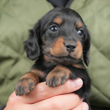 ミニチュアダックスフンド(ロング)【群馬県・男の子・2025年10月31日・ブラック&タン】の写真「両親犬見学可能🐶ブリーダーアワード群馬県1位🌟」