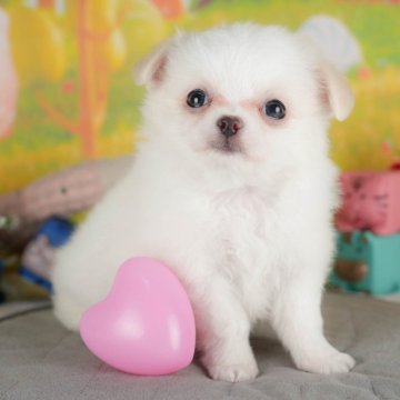 チワワ(ロング)【群馬県・女の子・2025年5月26日・クリーム&ホワイト】の写真「お客様評価ランキング群馬県1位🌟評価数も1番👑」