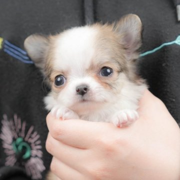 チワワ(ロング)【群馬県・女の子・2025年9月30日・フォーン&ホワイト】の写真「両親犬見学可能🐶ブリーダーアワード群馬県1位🌟」