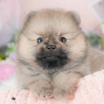 ポメラニアン【群馬県・女の子・2025年8月13日・ウルフセーブル】の写真「両親犬見学可能🐶ブリーダーアワード群馬県1位🌟」
