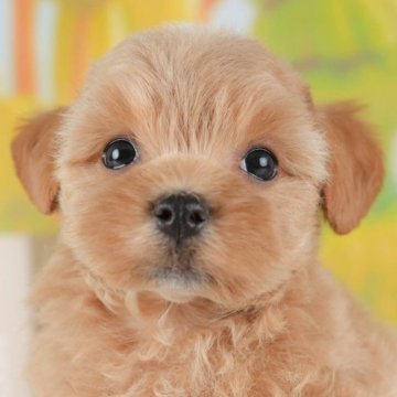 マルプー(マルチーズ×トイプードル)【群馬県・女の子・2025年7月1日・アプリコット】の写真「両親犬見学可能🐶ブリーダーアワード群馬県1位🌟」