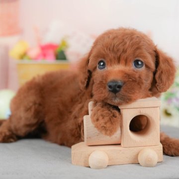 トイプードル(トイ)【群馬県・男の子・2025年9月30日・レッド】の写真「両親犬見学可能🐶ブリーダーアワード群馬県1位🌟」