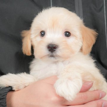 マルプー(マルチーズ×トイプードル)【群馬県・男の子・2025年10月25日・アプリコット】の写真「両親犬見学可能🐶ブリーダーアワード群馬県1位🌟」