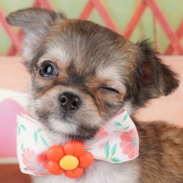 チワワ(ロング)【群馬県・女の子・2025年1月11日・フォーン】の写真「両親犬見学可能🐶ブリーダーアワード群馬県1位🌟」