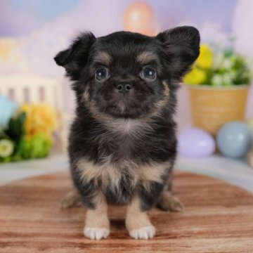 チワワ(ロング)【群馬県・女の子・2025年7月21日・ブラックタン】の写真「両親犬見学可能🐶ブリーダーアワード群馬県1位🌟」