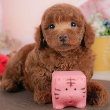 トイプードル(トイ)【群馬県・男の子・2025年10月3日・レッド】の写真「両親犬見学可能🐶ブリーダーアワード群馬県1位🌟」