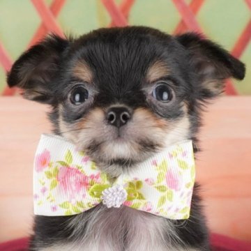 チワワ(ロング)【群馬県・男の子・2025年1月11日・ブラックタン】の写真「両親犬見学可能🐶ブリーダーアワード群馬県1位🌟」