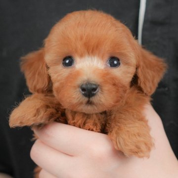 トイプードル(トイ)【群馬県・女の子・2025年9月23日・レッド】の写真「両親犬見学可能🐶ブリーダーアワード群馬県1位🌟」