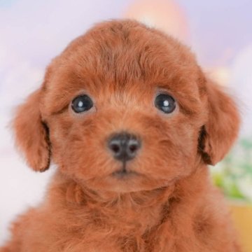 トイプードル(トイ)【群馬県・男の子・2025年8月8日・レッド】の写真「両親犬見学可能🐶ブリーダーアワード群馬県1位🌟」