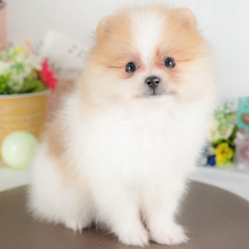 ポメラニアン【群馬県・男の子・2025年7月25日・パーティー】の写真「両親犬見学可能🐶ブリーダーアワード群馬県1位🌟」