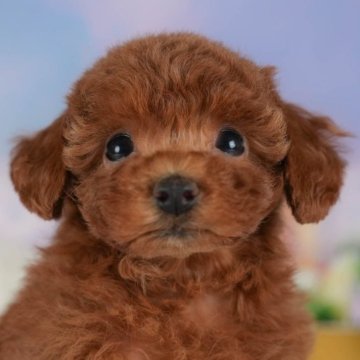 トイプードル(トイ)【群馬県・女の子・2025年7月1日・レッド】の写真「両親犬見学可能🐶ブリーダーアワード群馬県1位🌟」