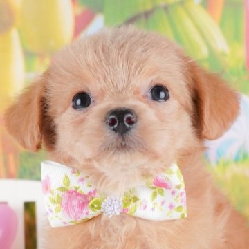 チワプー(チワワ×トイプードル)【群馬県・女の子・2024年12月15日・レッド】の写真「両親犬見学可能🐶ブリーダーアワード群馬県1位🌟」