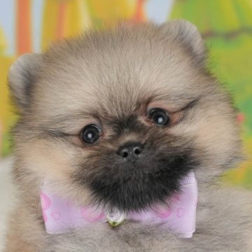 ポメラニアン【群馬県・男の子・2025年4月21日・クリームセーブル】の写真「お客様評価ランキング群馬県1位🌟評価数も1番👑」