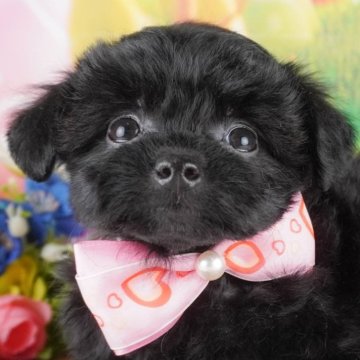 チワプー(チワワ×トイプードル)【群馬県・女の子・2025年1月19日・ブラック】の写真「両親犬見学可能🐶ブリーダーアワード群馬県1位🌟」