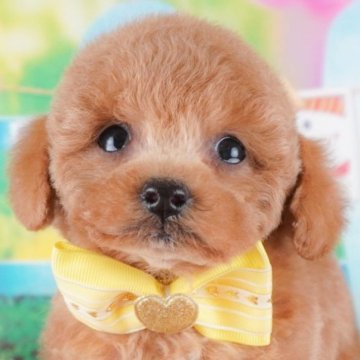 トイプードル(トイ)【群馬県・男の子・2024年12月22日・レッド】の写真「両親犬見学可能🐶ブリーダーアワード群馬県1位🌟」