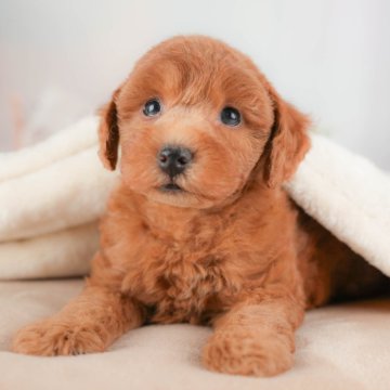 トイプードル(トイ)【群馬県・男の子・2025年8月17日・レッド】の写真「両親犬見学可能🐶ブリーダーアワード群馬県1位🌟」