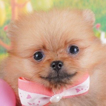 ポメラニアン【群馬県・女の子・2024年12月13日・オレンジ】の写真「両親犬見学可能🐶ブリーダーアワード群馬県1位🌟」