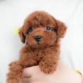 トイプードル(トイ)