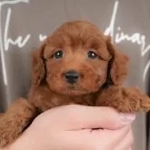 トイプードル(トイ)