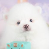 ポメラニアン