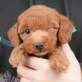 トイプードル(トイ)【群馬県・男の子・2025年9月30日・レッド】の写真1「マイクロチップ・接種済みワクチン・健康診断込みの総額です🐶💉」