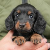 ミニチュアダックスフンド(ロング)